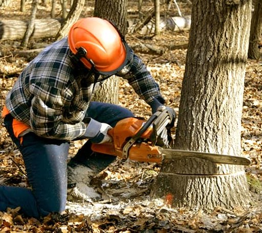 Tree Removal in Callahan, CA